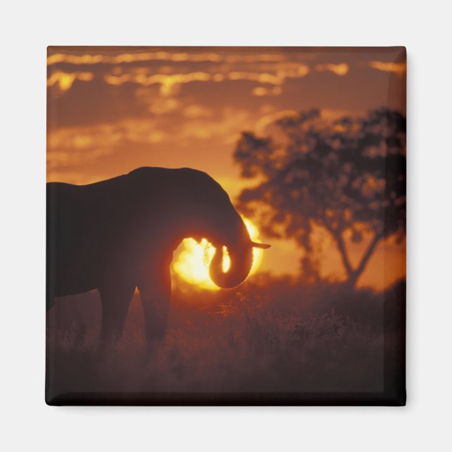 Aimant Botswana, parc national de Chobe, éléphant mâle (Devant)