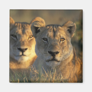 Aimant Botswana, parc national de Chobe, Lionnes