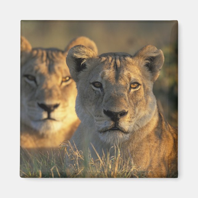 Aimant Botswana, parc national de Chobe, Lionnes (Devant)