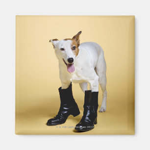 Aimant Bottes de port de chien