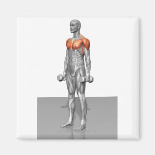 Aimant Boucle debout de biceps