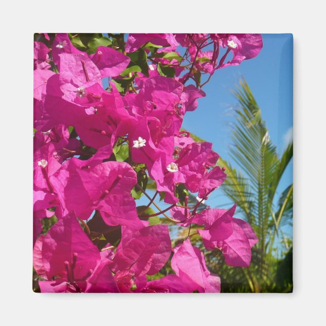 Aimant Bougainvilliers et palmiers paysage tropical (Devant)