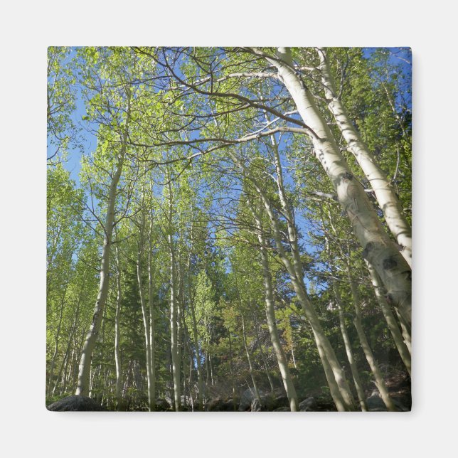 Aimant Bouleaux d'été dans les montagnes Rocheuses (Devant)