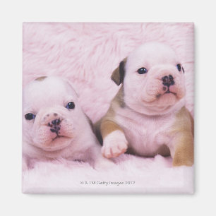 Aimant Bouledogue ; a souvent appelé le bouledogue