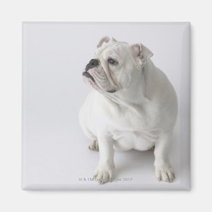 Aimant Bouledogue anglais blanc