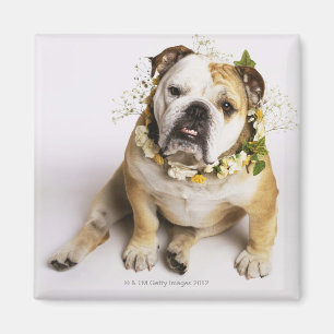 Aimant Bouledogue avec le collier de fleur