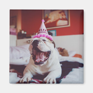 Aimant Bouledogue britannique des images de Getty