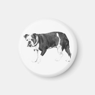 Aimant Bouledogue fidèle, Nuance Expressive