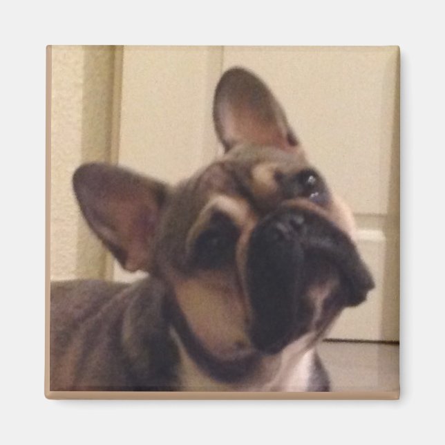 Aimant Bouledogue français (Devant)