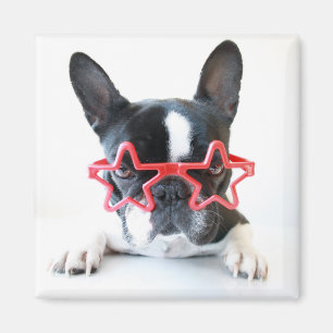 Aimant Bouledogue français avec les verres rouges