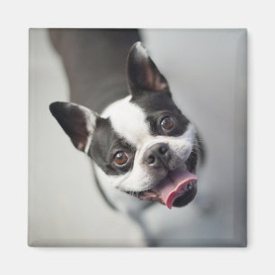 Aimant Bouledogue français des images   de Getty