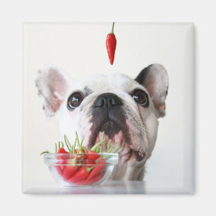 Aimant Bouledogue français regardant un poivron rouge