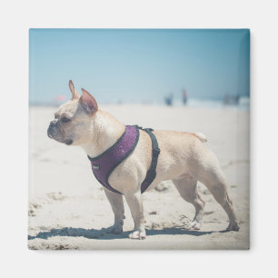 Aimant Bouledogue français sur la plage