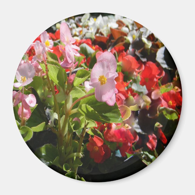 Aimant Bouquet de Begonias... (Devant)