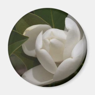 Aimant bourgeon floral blanc de magnolia du sud
