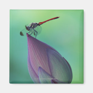Aimant Bourgeon floral de Lotus et une libellule