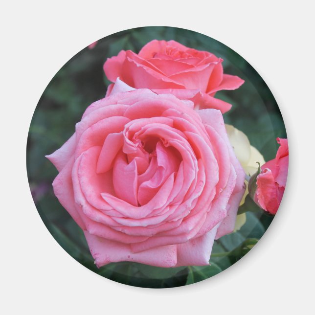 Aimant Bourgeons de Rose Rose (Devant)