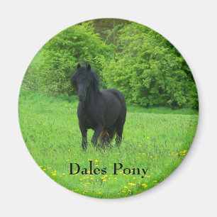 Aimant Bouton de poney de vallées
