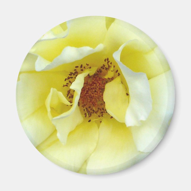Aimant Bouton dernier Rose d'été (Devant)