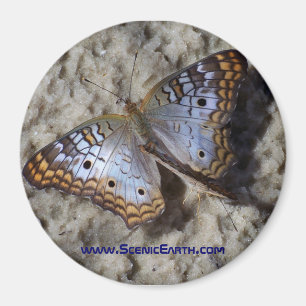 Aimant Bouton magnétique du réfrigérateur papillon monarq