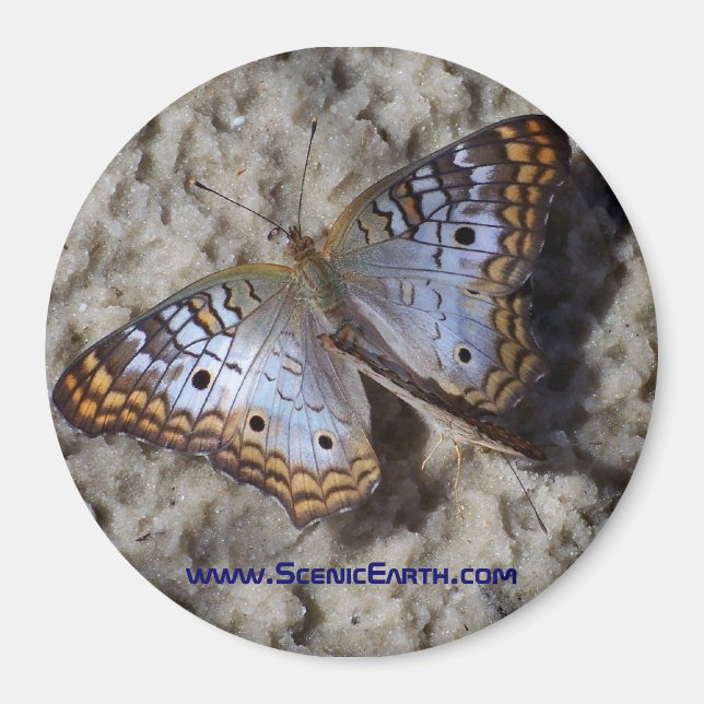 Aimant Bouton magnétique du réfrigérateur papillon monarq (Devant)