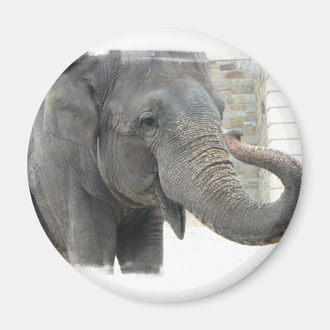 Aimant Bouton rond éléphant trompette (Devant)
