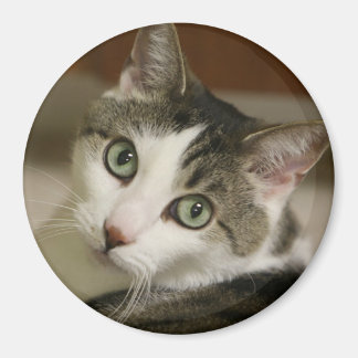 Aimant Bouton Tiger le plus fin