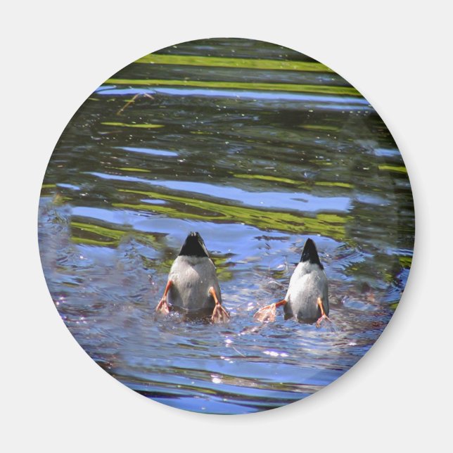 Aimant Boutons de canard (Devant)