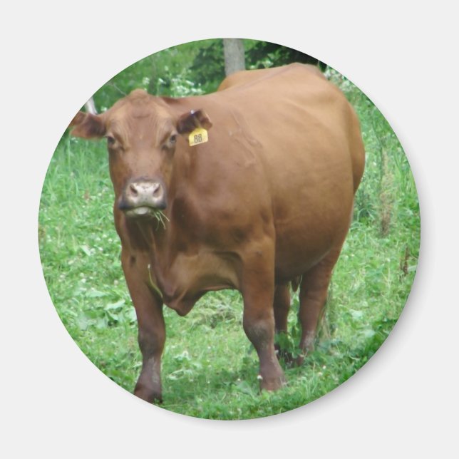 Aimant Bovine (Devant)