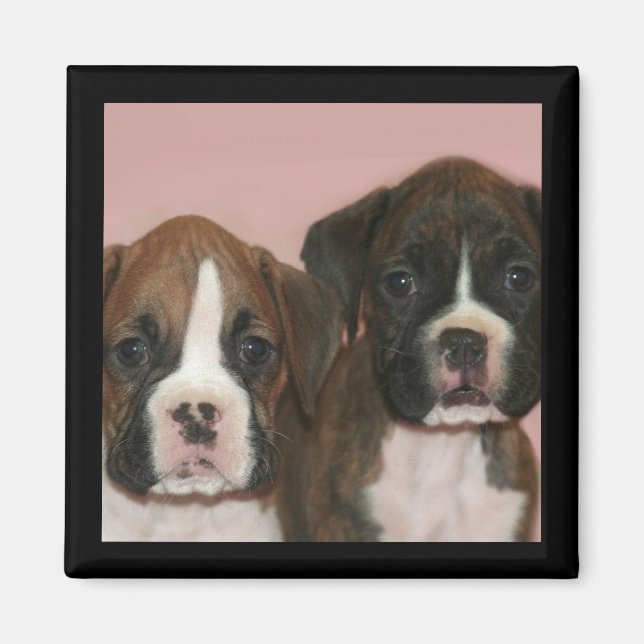 Aimant Boxer Puppies (Devant)