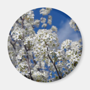 Aimant Bradford Pear Blooms