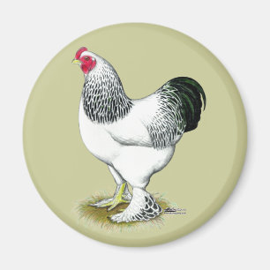Aimant Brahma : Rooster léger