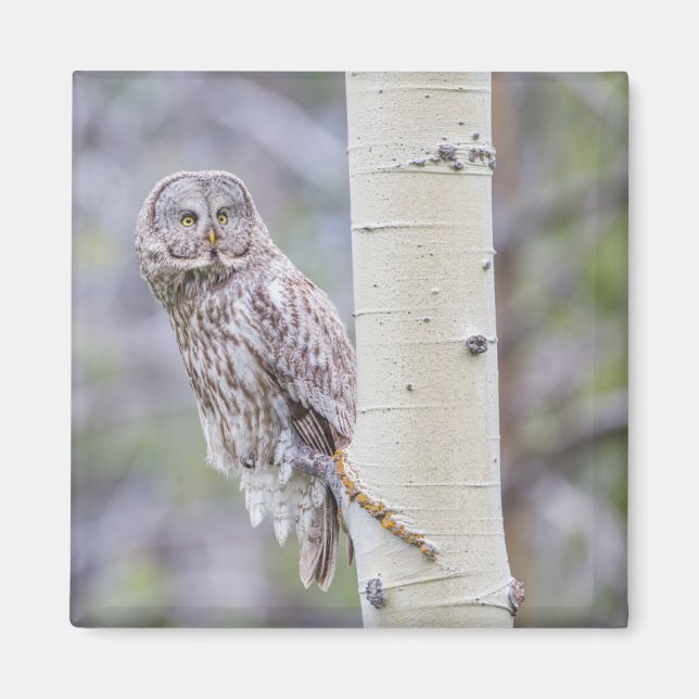 Aimant Branche d'arbre d'astre gris (Devant)