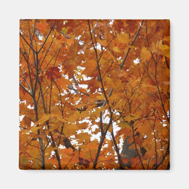 Aimant Branches de feuilles d'érable I Automne orange (Devant)