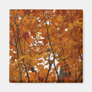 Aimant Branches de Feuilles d'érable I Orange Automne