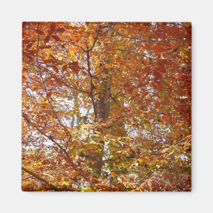 Aimant Branches de feuilles orange Automne Nature