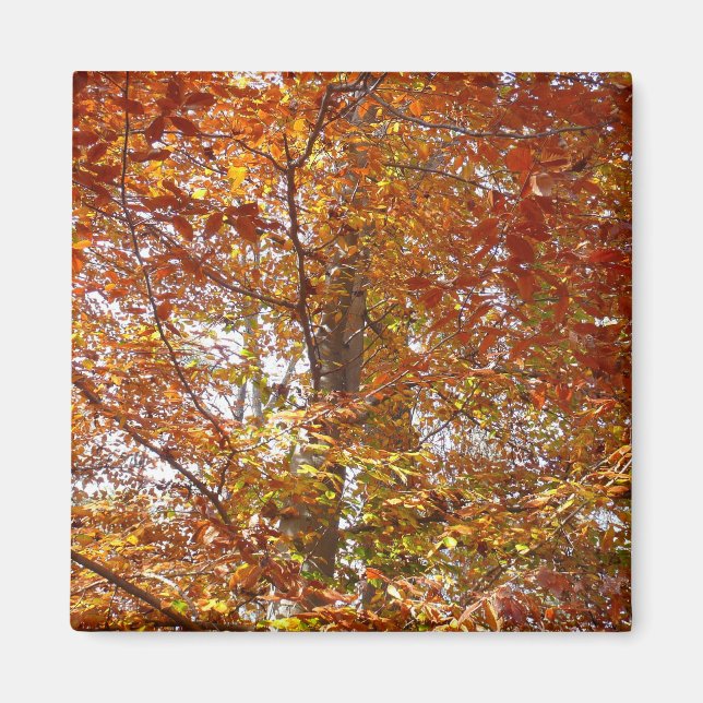 Aimant Branches de feuilles orange Automne Nature (Devant)