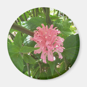 Aimant Brazilian plume flower