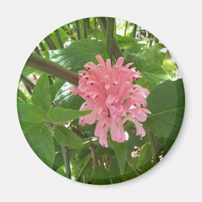 Aimant Brazilian plume flower (Devant)