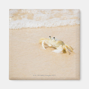 Aimant Brésil, Rio de Janeiro, Buzios, Crabe sur