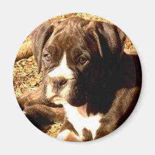 Aimant Brindle de chiot de boxeur