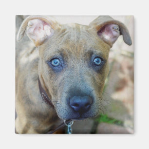 Aimant Brindle Pit Bull Puppy par Shirley Taylor