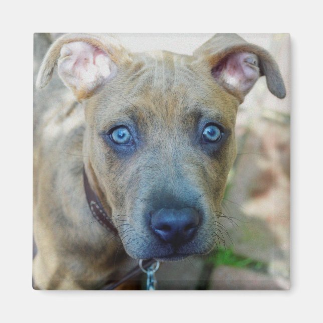 Aimant Brindle Pit Bull Puppy par Shirley Taylor (Devant)