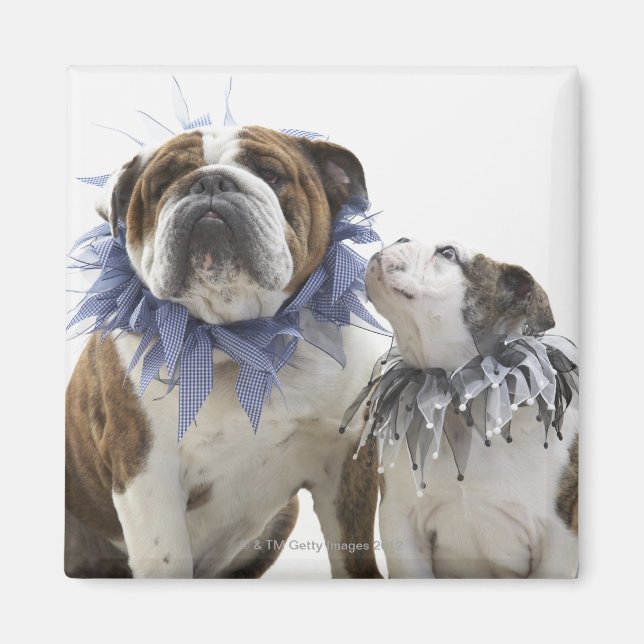 Aimant Britanniques bulldog et chiot portant un collier e (Devant)