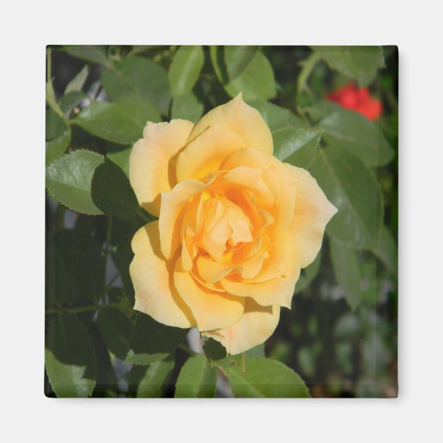 Aimant Bronzez... (Devant)