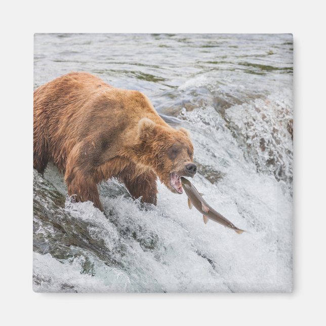 Aimant Brown Bear Catches Red Salmon (Devant)