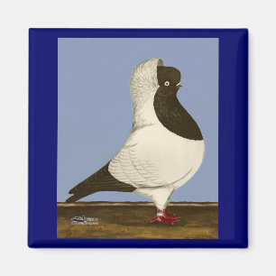 Aimant Brown Nun Pigeon