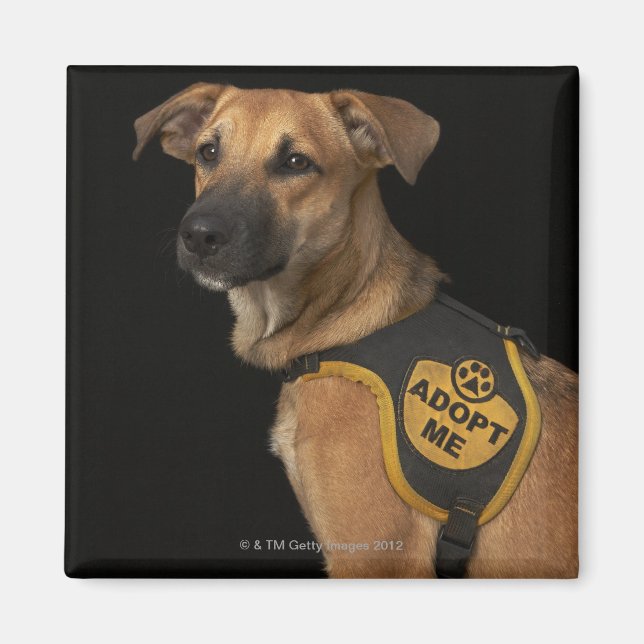 Aimant Brown rescue dog with adopt vest (Devant)