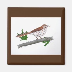Aimant Brown Thrasher