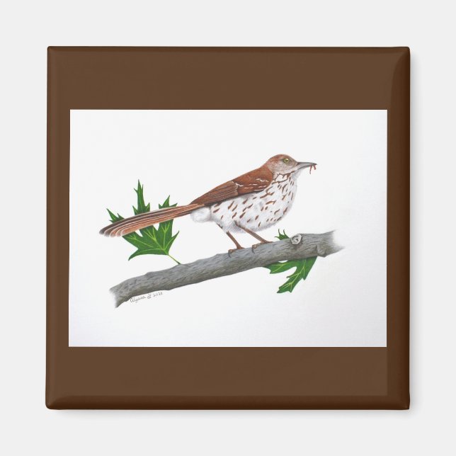 Aimant Brown Thrasher (Devant)